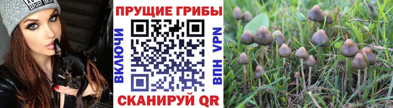 Псилоцибиновые грибы мухоморы  Купить где  Качканар 